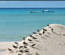 巴巴多斯-国际物流