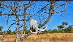 博兹瓦纳-国际物流